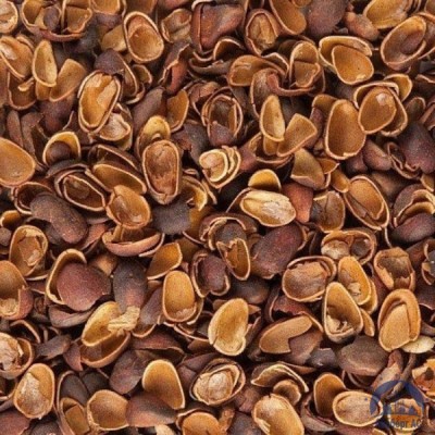 Скорлупа Кедрового Ореха (Barus Nut Shell) купить в Нижнекамске